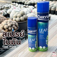 สเปรย์ใบมัน Leaf Shine แคคตัส กระบองเพชร cactus&amp;succulent