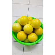 1Kg -  Fresh Panama Golden Passion Fruit l Markisa Emas Panama l 巴拿马黄金百香果