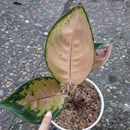 aglaonema sultan brunei bonggol