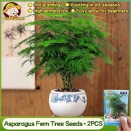 100% Original Fresh Asparagus Fern Tree Plant Seeds for Planting Trees 2pcs Ornamental Potted Aspara
