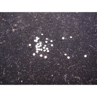 D VVS1 Small Diamond Loose Diamond, Laboratory Cultivating Future Artificial Diamond,.HPHT CVD Round