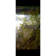 Guppy Grass - tumbuhan air yang sesuai untuk guppy, molly, platy dan betta