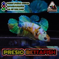 Ikan Cupang Betina Yellow Koi Galaxy Gold Purple / Kode: PB00120