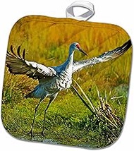 3D Rose Sandhill Crane-Grus Canadensis Taking Flight. Pot Holder, 8 x 8