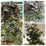 KERATAN pokok Watermaloon Begonia
