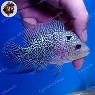 Ikan Hias Louhan / Lohan Cencu Female / Betina Leftand.Right
