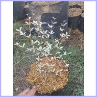✲ ✢ AFRICAN TALISAY FOR SALE