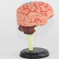 Production Brain Anatomy Brain Model Jin Model Human Brain Human Body Model 4D Anatomy EKAL