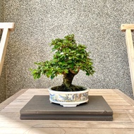 小品盆栽-福建茶 盆景 送禮