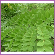 ✙✷ ❤ ☈ Madre de Cacao Leaves and Cuttings