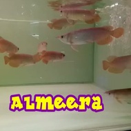 Arwana Arowana Super Red Blood &amp; Chili Red size 21-22 cm