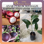 Anak Pokok Manggis Kahwin Siam Untuk Ditanam Pokok Hidup Mangosteen Real Live Plant 山竹树