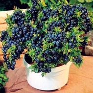 เมล็ดพันธุ์ บลูเบอร์รี่ 20 เมล็ด Blueberry seeds บลูเบอรี่