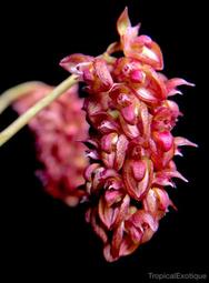 緬甸 原生蘭Bulbophyllum triste (馴化株~長新芽)珍稀種