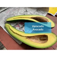 Pokok Avocado RUSSELL 034 (Kahwin) / 嫁接 RUSSELL 034 牛油果