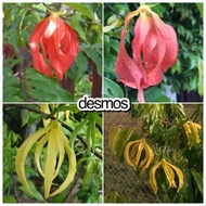 Pokok bunga wangi RARE  red desmos @ kenanga merah, green desmos @ desmos chinensis @ larak tahi kuc