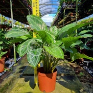 TKL - Calathea Bicajoux Prayer Indoor Plant 碧卡秋竹芋