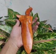 Koleksi kris betok omeyang zimbe sepuh