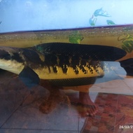 channa maru yellow sentarum jumbo 40cm