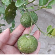 Bibit Tanaman Jeruk Limo Berbuah-Pohon Jeruk Limau-Bibit Jeruk Sambal