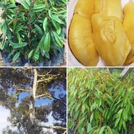 Anak Pokok Durian Musang King (Large - 2+ FEET TALL)