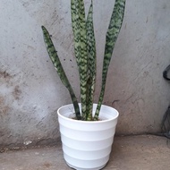 NEWs pot ravenia mado 27 white, premium thick white pot