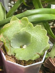 P. Willinckii ‘Golden Boy金童孢子苗