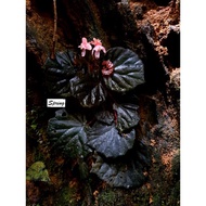 【RARE】Begonia sp Sultai 【New sp】