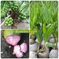 Bibit kelapa hijau wulung