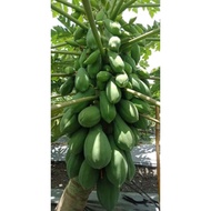 Benih Segar F1 KNOWN YOU Red Lady Papaya Seed Benih Betik Red Lady Hibrid F1 Cap Known You Seed