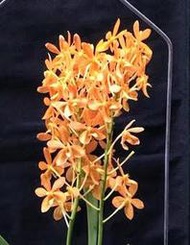 新花發表  Vanda. Sheng Yi Orange 小橘子(大株)不定時來花