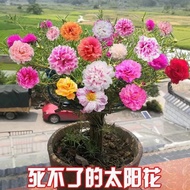 [$9.9 Free Shipping]Mixed Color Double Leaf SUNFLOWER Seeds