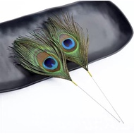 Peacock feather tree