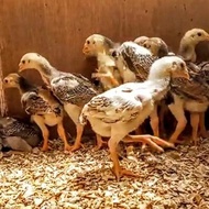 Anak ayam Shamo Belgia/umur 1bulan