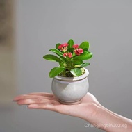 [7274Positive Review]Miniature Tiger Thorn Plum Bonsai Flower Indoor Green Plant Potted Plant Four S