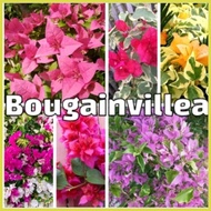 ▬ ▩ ✻ bougainvillea rare/ top rare (stable,well rooted)
