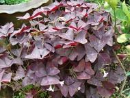 ต้นพันธุ์ ต้นผีเสื้อราตรี ต้นดอกผีเสื้อราตรี  Oxalis triangularis  พร้อมปลูกในถุงดำ 39 บาท  ต้นผีเสื