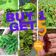 100Gram 5 Random duckweed Azolla Salvinia fish food makanan ikan water plants ikan laga ikan talapia