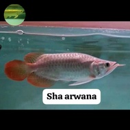 arwana sb king super red chili