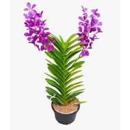 Mokara Orchid Potted Plant