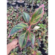 AGLAONEMA RED SIAM LIVE PLANT