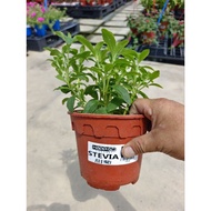 Happi GO 1Pot Herb Stevia 甜菊 Daun Ganti Gula (Live Plant)