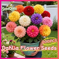 200pcs/pack Legit Dahlia Flower Seeds Giant Dahlia Seeds Flowering Plants Seeds Bonsai Flowering Dah