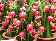 Dragon fruit red rendah seed/ biji benih buah pitaya