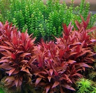 Alternanthera Reineckii Mini 8 stem (submersed/emersed) (AquaticLifeShop) lowtech