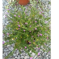 Chupea hyssopifolis - Pokok bunga purple renek  (mexican heather)