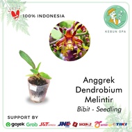 Seedling Anggrek Dendrobium Hybrid Melintir Bisa Pilih Warna
