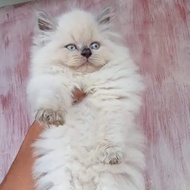 kucing himalaya jantan/betina 2,5 bulan blue point