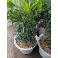 MONEY PLANT/CHINESE LUCKY PLANT