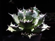 Agave oteroi (FO-076)